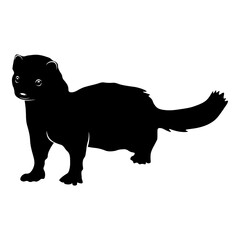 Mink