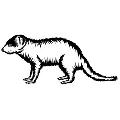 Mongoose