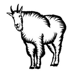 Mountain Goat