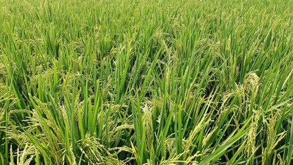 A field of rice plants with green leaves and yellow grains