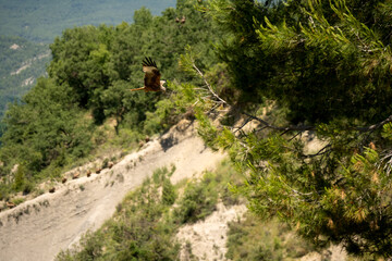 a black kite (Milvus migrans) at a vulture feeding site