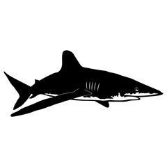 Oceanic Whitetip Shark