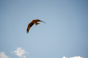 a black kite (Milvus migrans) at a vulture feeding site