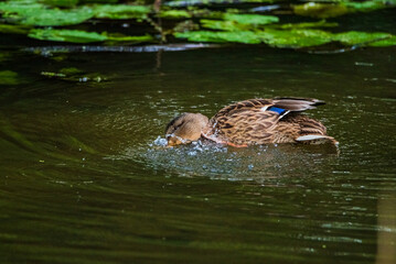 Beautiful ducks swim in the autumn pond.