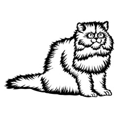 Persian Cat