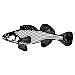 Orangethroat Darter  Fish