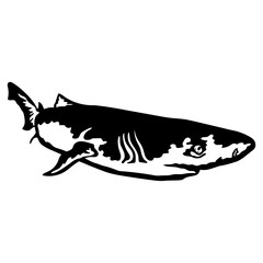 Pacific Sleeper Shark