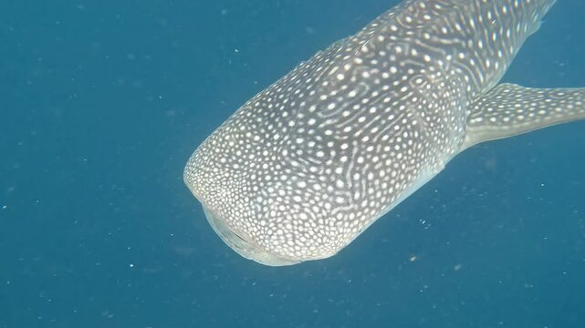 requin baleine
