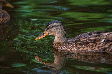 Beautiful ducks swim in the autumn pond.