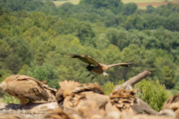 Close-up of a Griffon vulture (Eurasion griffon, Gyps fulvus) on final approach to landing
