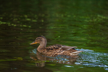 Beautiful ducks swim in the autumn pond.