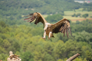 Close-up of a Griffon vulture (Eurasion griffon, Gyps fulvus) on final approach to landing