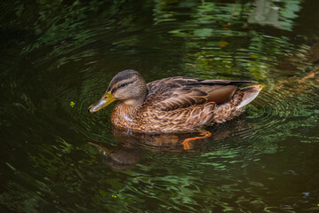 Beautiful ducks swim in the autumn pond.
