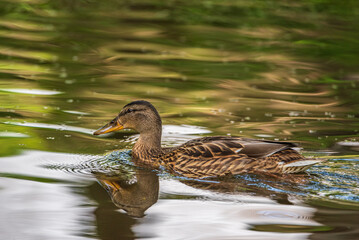Beautiful ducks swim in the autumn pond.