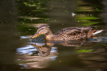 Beautiful ducks swim in the autumn pond.
