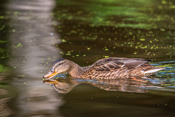 Beautiful ducks swim in the autumn pond.