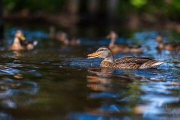 Beautiful ducks swim in the autumn pond.