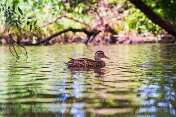 Beautiful ducks swim in the autumn pond.