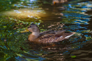 Beautiful ducks swim in the autumn pond.