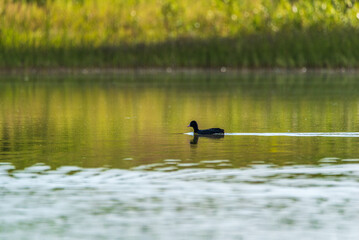 Beautiful ducks swim in the autumn pond.