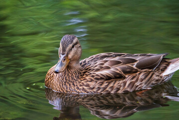 Beautiful ducks swim in the autumn pond.