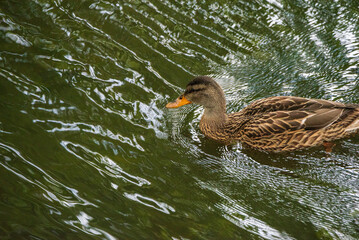 Beautiful ducks swim in the autumn pond.