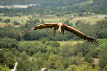 Close-up of a Griffon vulture (Eurasion griffon, Gyps fulvus) on final approach to landing