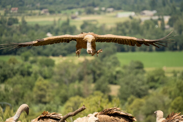 Close-up of a Griffon vulture (Eurasion griffon, Gyps fulvus) on final approach to landing