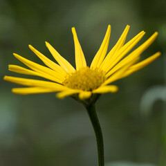 Yellow Flower