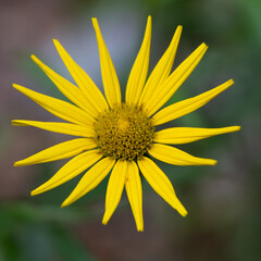 Yellow Flower