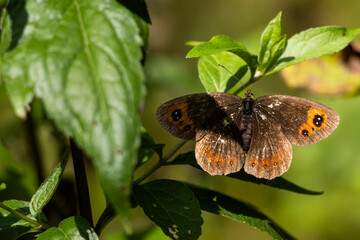 Butterfly on Tree