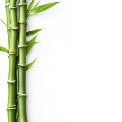 Bamboo on White Background, Natural and Minimalist Setting Generative AI