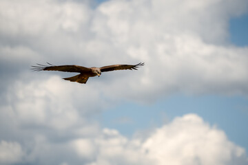 close-up of a black kite (Milvus migrans) at a vulture feeding site