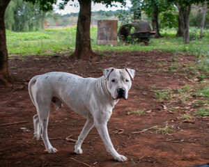 dogo argentino