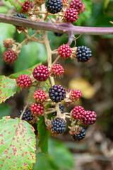 Frutas del bosque. Moras.