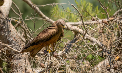 close-up of a black kite (Milvus migrans) at a vulture feeding site