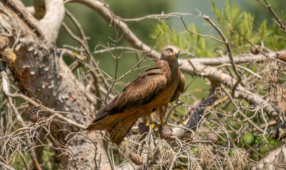 close-up of a black kite (Milvus migrans) at a vulture feeding site