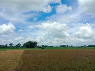 Obraz premium Blue sky and beautiful cloud with meadow tree. Plain landscape background for summer poster. The best view for holiday.