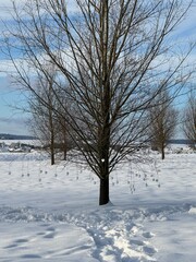 trees in winter