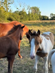 horse and foal