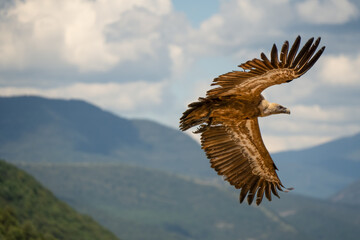 Close-up of Griffon vultures (Eurasion griffon, Gyps fulvus) taking to flight, Aragin Spain