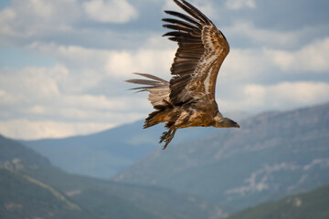 Close-up of Griffon vultures (Eurasion griffon, Gyps fulvus) taking to flight, Aragin Spain
