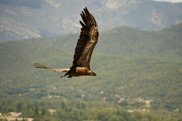 Close-up of Griffon vultures (Eurasion griffon, Gyps fulvus) taking to flight, Aragin Spain
