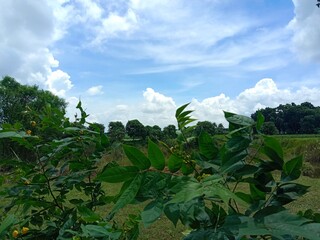 Blue sky and beautiful cloud with meadow tree. Plain landscape background for summer poster. The best view for holiday.