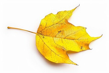 yellow autumn leaf isolated on white background, cut-out, clipping path, PNG 