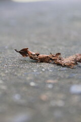 Fallen leaves return to the gravel