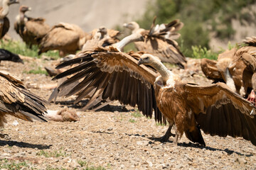 Close-up of feeding and fighting Griffon vultures (Eurasion griffon, Gyps fulvus) 