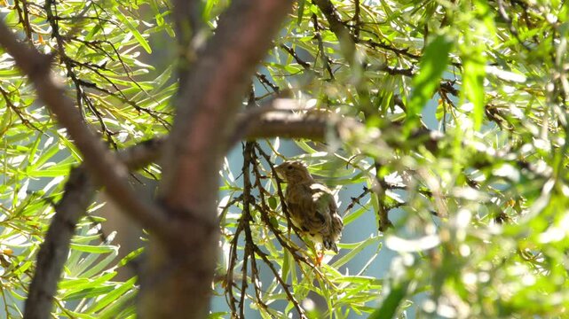 Close up of Common linnet (Linaria cannabina) perching on a branch