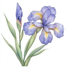Watercolor illustration of a soft, feminine arrangement of iris flowers in dusty tones, isolated Generative AI