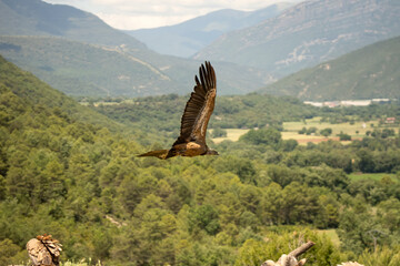 Close-up of Griffon vultures (Eurasion griffon, Gyps fulvus) taking to flight, Aragin Spain